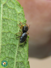 Sassacus