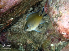 Chromis notata