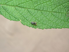 Sassacus
