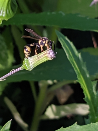 Mediterranean Potter Wasp photo 5