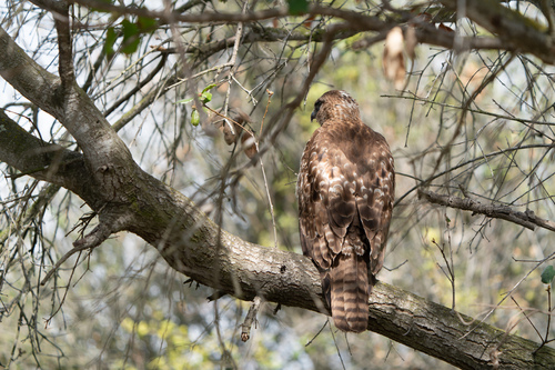 iNaturalist observation photo of Red-tailed Hawk