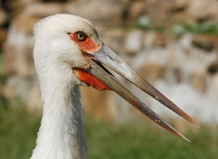 Maguari Stork photo 2