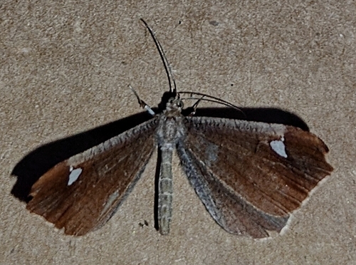Macrosoma amaculata