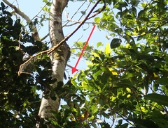 Dendrolagus lumholtzi