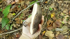 Tylopilus atronicotianus