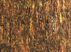 Toxorhynchites splendens