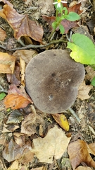 Tylopilus atronicotianus