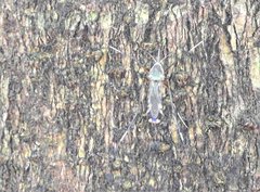 Toxorhynchites splendens