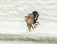 Conotrachelus posticatus