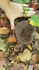 Tylopilus atronicotianus