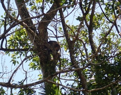 Dendrolagus lumholtzi