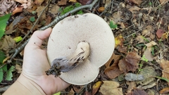 Tylopilus atronicotianus