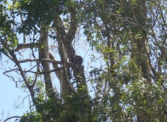 Dendrolagus lumholtzi