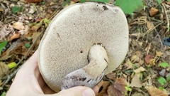 Tylopilus atronicotianus