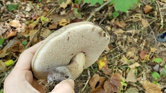 Tylopilus atronicotianus