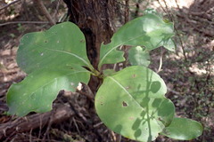 Coprosma macrocarpa minor
