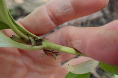 Coprosma macrocarpa minor