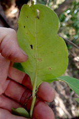 Coprosma macrocarpa minor