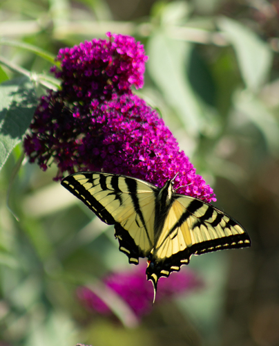 iNaturalist observation photo of Western Tiger Swallowtail