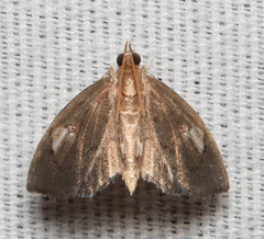 Image of Perispasta caeculalis