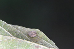 Celticecis capsularis