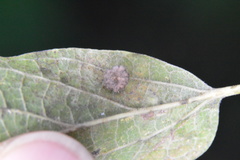 Celticecis capsularis