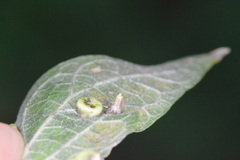 Celticecis aciculata