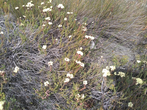 Image of Berzelia cordifolia by (c) Brian du Preez, some rights reserved (CC BY-SA)