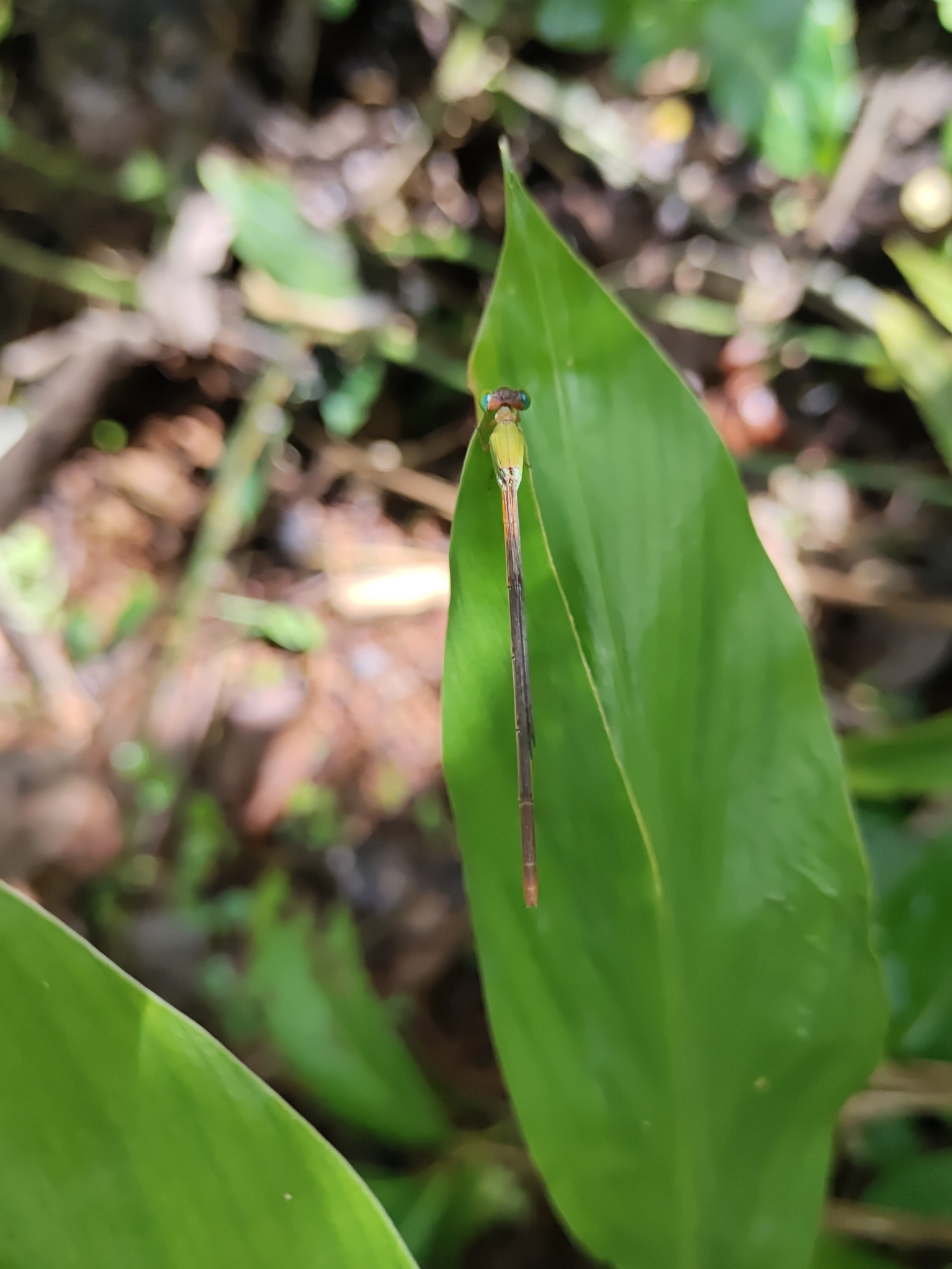 Orange-Tailed Marsh Dart