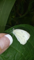 Pieris rapae