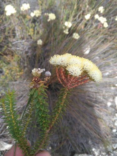 Image of Berzelia cordifolia by (c) Brian du Preez, some rights reserved (CC BY-SA)