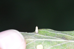 Celticecis aciculata