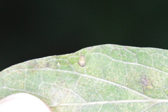 Celticecis aciculata