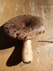 Lactarius kauffmanii