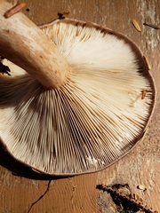Lactarius kauffmanii