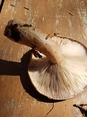 Lactarius kauffmanii