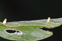 Celticecis aciculata