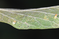 Celticecis aciculata