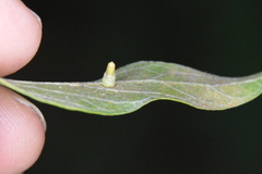 Celticecis aciculata