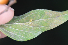 Celticecis aciculata