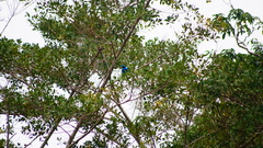 Cotinga amabilis