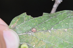 Celticecis capsularis