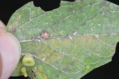 Celticecis capsularis