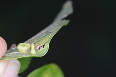 Celticecis aciculata