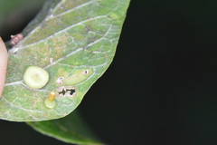 Celticecis aciculata