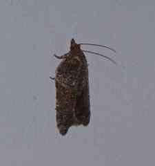 Acleris celiana