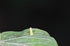 Celticecis aciculata