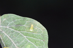 Celticecis aciculata