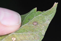 Celticecis capsularis