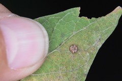 Celticecis capsularis